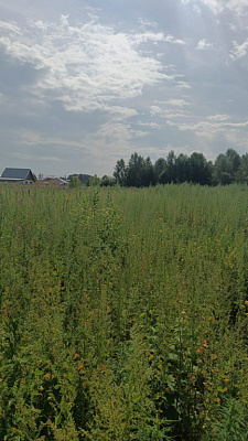 г. Бердск