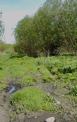 село С Новолуговое