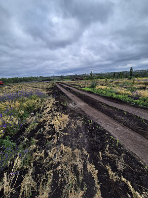 Село Репное