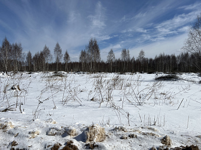 Звездная роща