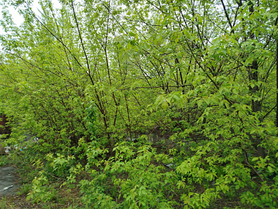 г. Новосибирск