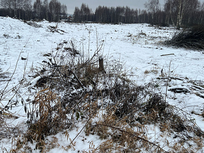 Звездная роща