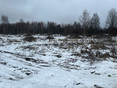 Звездная роща