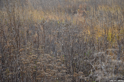 СТОРИ ПАРК