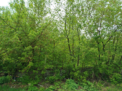 г. Новосибирск
