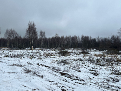 Звездная роща