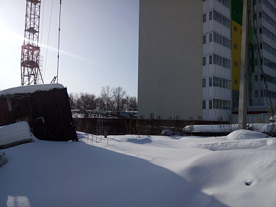 Березовая роща