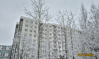 Ясно.Янино, ЛЕС