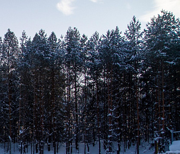 Экосити