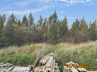 Ясно.Янино, ЛЕС