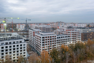 Пшеница