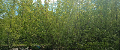 г. Новосибирск